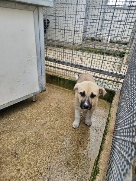 Giardino: 2 mesi taglia media  | Foto 5