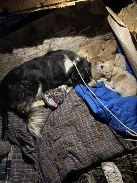 Giardino: 2 mesi taglia media  | Foto 4