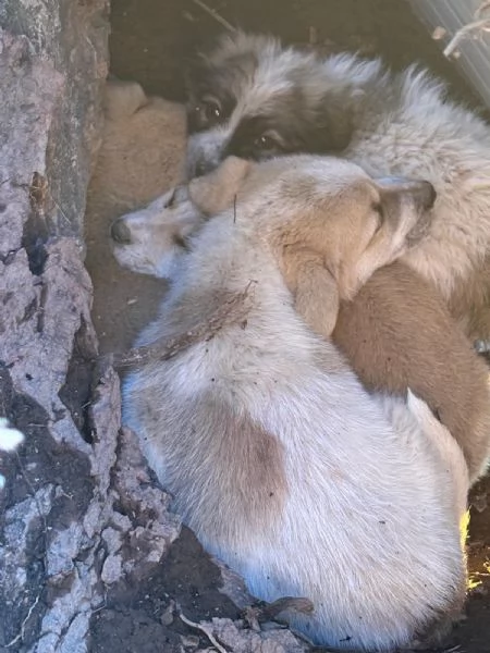 Giardino: 2 mesi taglia media  | Foto 3