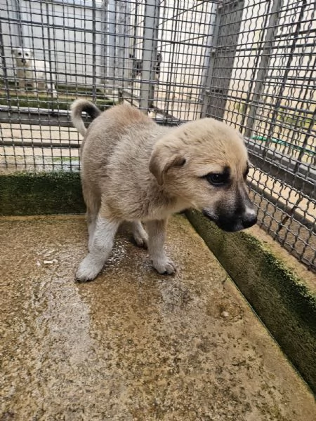 Giardino: 2 mesi taglia media  | Foto 2