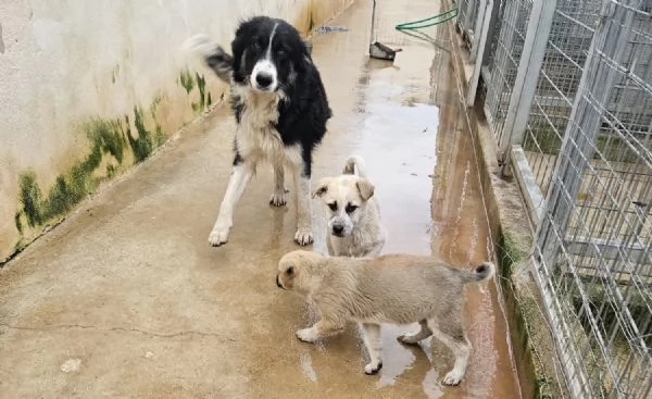 Giardino: 2 mesi taglia media  | Foto 1