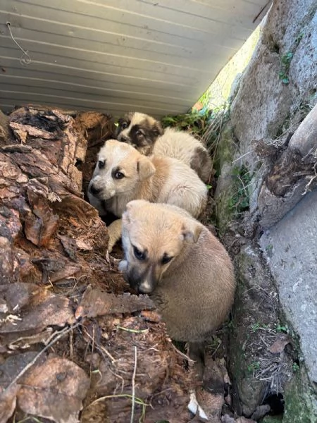 Giardino: 2 mesi taglia media  | Foto 0