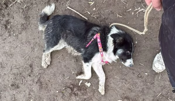 Rosalia: giovane mammina equilibrata dolcissima  | Foto 4