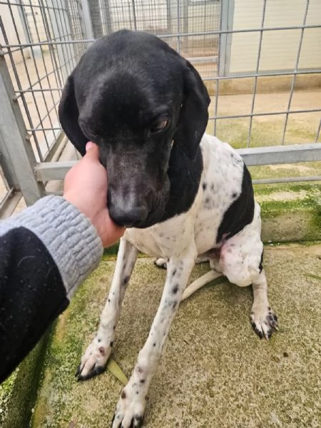 Valentino: pointerino dolcissimo con tutti  | Foto 4