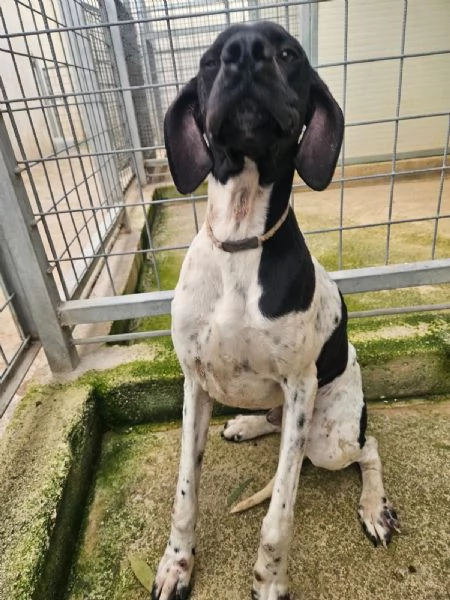 Valentino: pointerino dolcissimo con tutti  | Foto 3