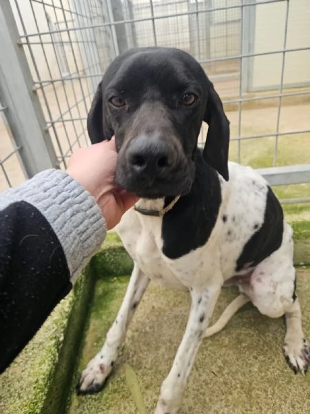 Valentino: pointerino dolcissimo con tutti 