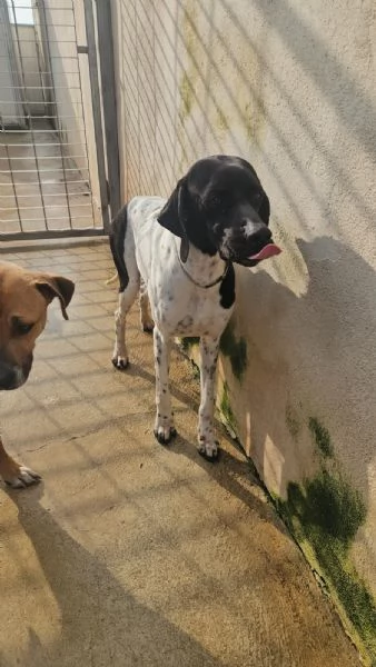 Valentino: pointerino dolcissimo con tutti  | Foto 3