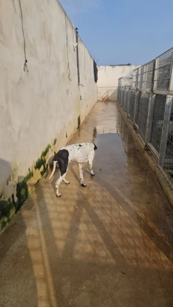 Valentino: pointerino dolcissimo con tutti  | Foto 2