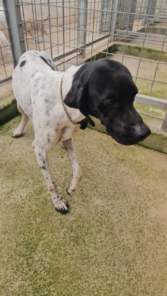 Valentino: pointerino dolcissimo con tutti  | Foto 2