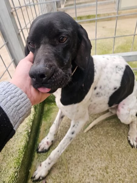 Valentino: pointerino dolcissimo con tutti  | Foto 1