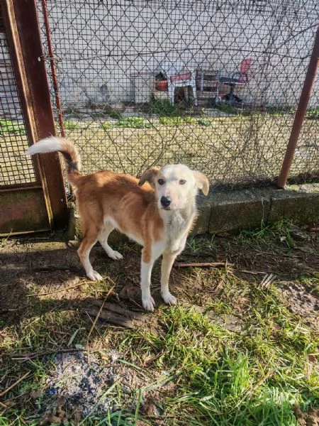 Gemma: dolce e sensibile  | Foto 7