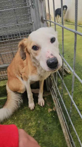 Gemma: dolce e sensibile  | Foto 6