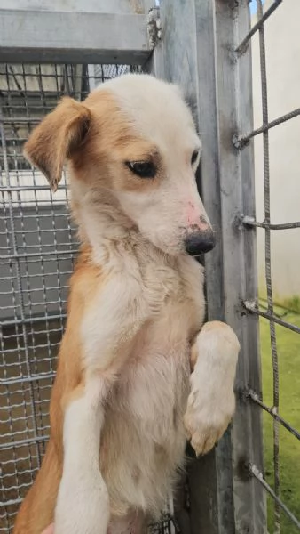 Gemma: dolce e sensibile  | Foto 3