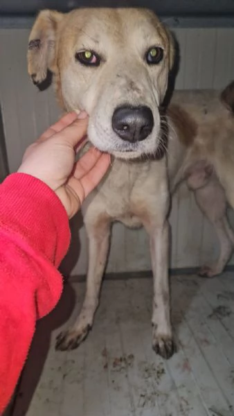 Gerry: equilibrato, docile, socievole  | Foto 5