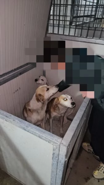 Gerry: equilibrato, docile, socievole  | Foto 4