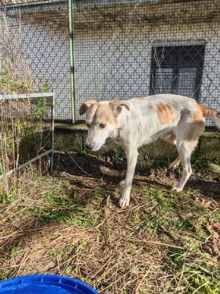 Gerry: equilibrato, docile, socievole  | Foto 3