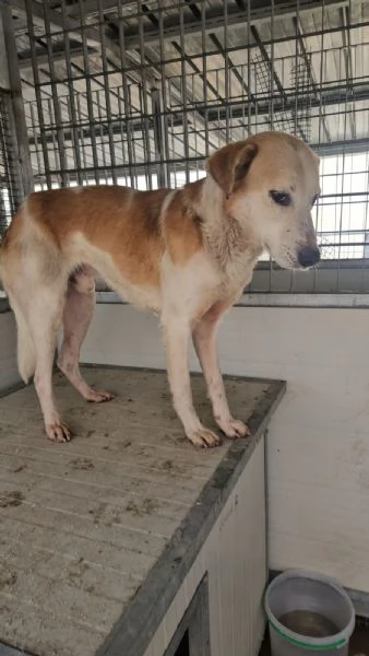 Gerry: equilibrato, docile, socievole  | Foto 1