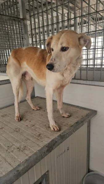 Gerry: equilibrato, docile, socievole 