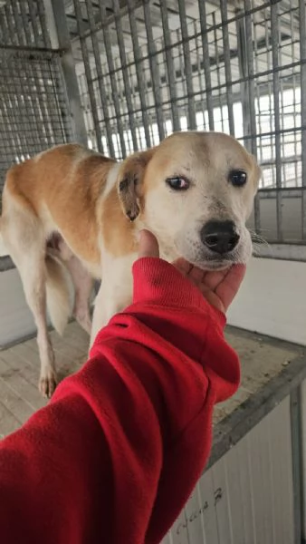 Gerry: equilibrato, docile, socievole  | Foto 0