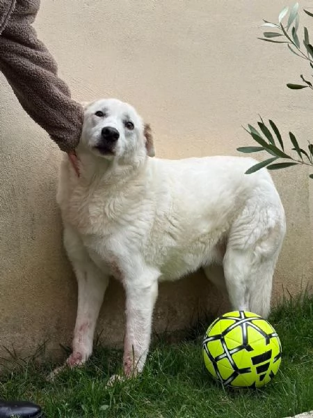 Consuelo: dolce, equilibrata, socievole 