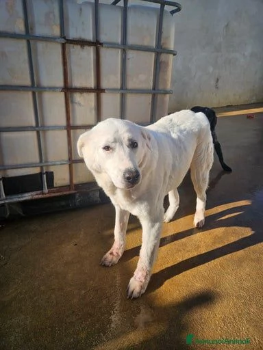 Consuelo: dolce, equilibrata, socievole  | Foto 5