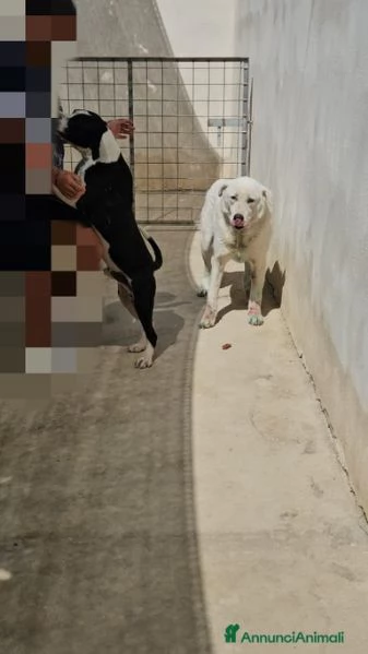 Consuelo: dolce, equilibrata, socievole  | Foto 4