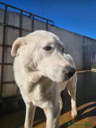 Consuelo: dolce, equilibrata, socievole  | Foto 2