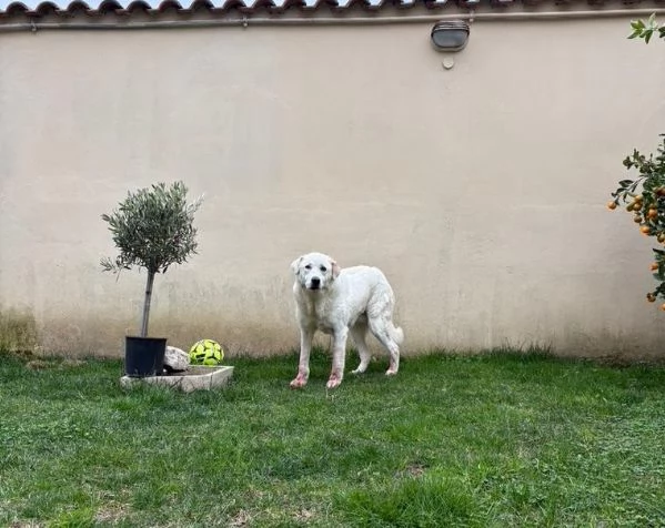 Consuelo: dolce, equilibrata, socievole  | Foto 0