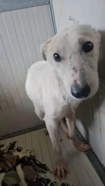 Oipe: docile e socievole. Taglia contenuta  | Foto 7