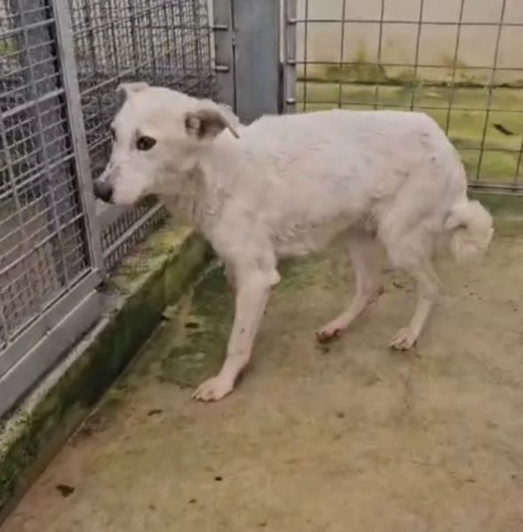 Oipe: docile e socievole. Taglia contenuta  | Foto 6