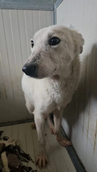 Oipe: docile e socievole. Taglia contenuta  | Foto 5