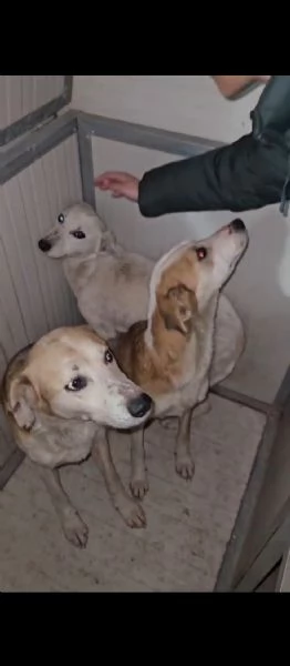 Oipe: docile e socievole. Taglia contenuta  | Foto 4