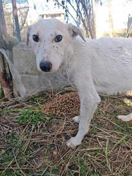 Oipe: docile e socievole. Taglia contenuta  | Foto 3