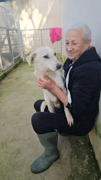 Oipe: docile e socievole. Taglia contenuta  | Foto 4