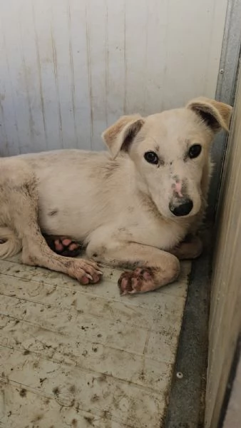 Oipe: docile e socievole. Taglia contenuta  | Foto 3