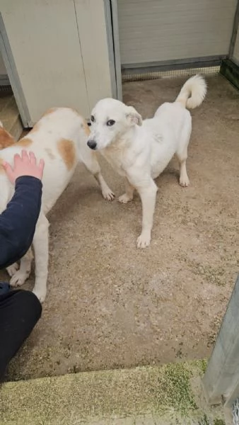 Oipe: docile e socievole. Taglia contenuta  | Foto 2