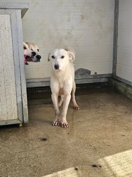 Oipe: docile e socievole. Taglia contenuta  | Foto 1