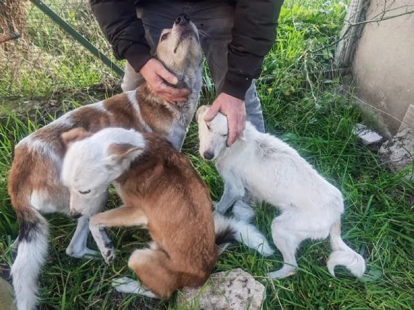 Oipe: docile e socievole. Taglia contenuta  | Foto 2