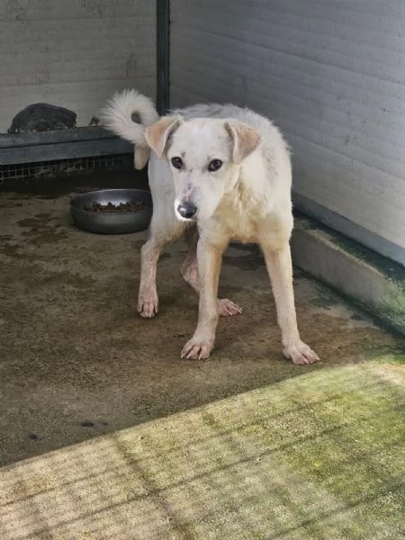 Oipe: docile e socievole. Taglia contenuta  | Foto 0