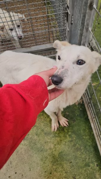 Oipe: docile e socievole. Taglia contenuta  | Foto 1