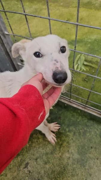 Oipe: docile e socievole. Taglia contenuta  | Foto 0