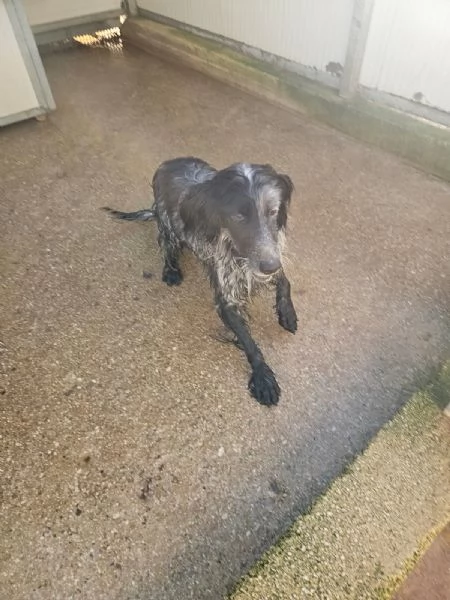 Raya: giovane setterina socievole affettuosa 