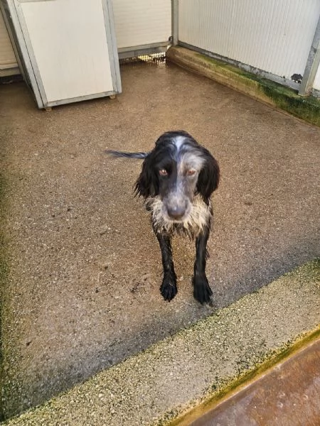 Raya: giovane setterina socievole affettuosa  | Foto 6