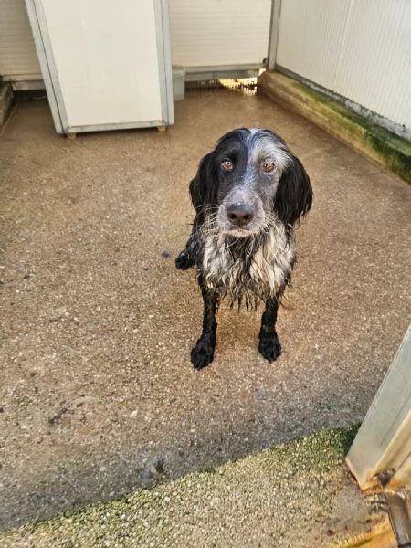 Raya: giovane setterina socievole affettuosa  | Foto 5