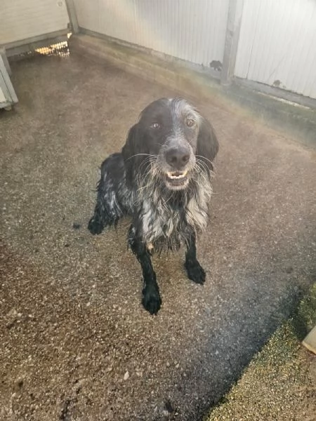 Raya: giovane setterina socievole affettuosa  | Foto 4