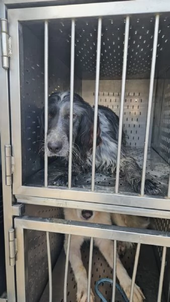 Raya: giovane setterina socievole affettuosa  | Foto 3