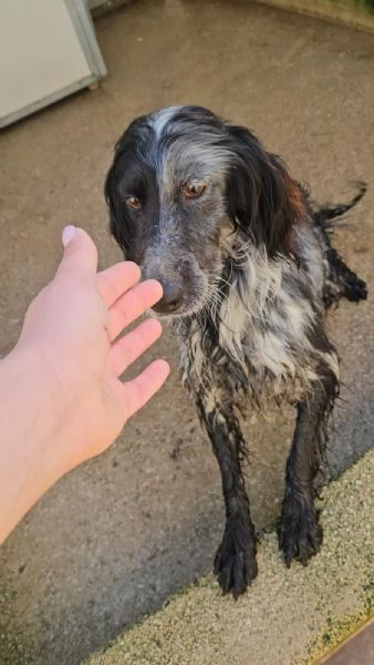 Raya: giovane setterina socievole affettuosa  | Foto 2