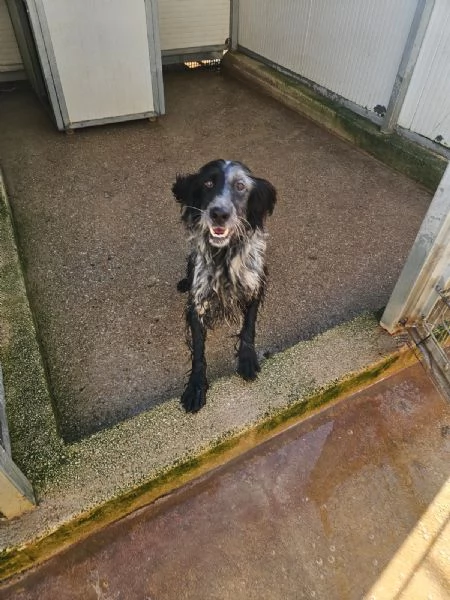 Raya: giovane setterina socievole affettuosa  | Foto 1