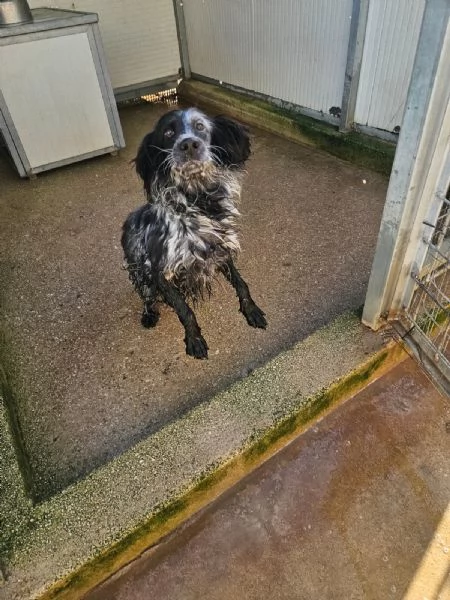 Raya: giovane setterina socievole affettuosa  | Foto 0