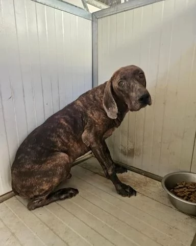 Michele: timido segugio dolcissimo con tutti  | Foto 5